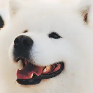 ❤️ hund, samojede, süß, haustier, tier, weißer hund, glücklich, flauschig telegram sticker