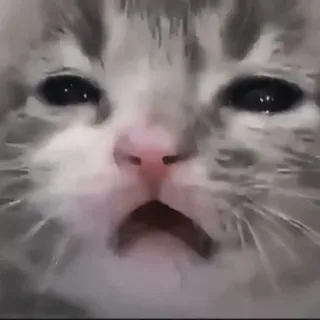 🍄 고양이, 슬픈, 새끼 고양이, 밈, 동물, 귀여운, 애완 동물 telegram sticker