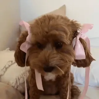 🎀 anjing, imut, hewan peliharaan, anak anjing, hewan, pita, cavapoo whatsapp sticker