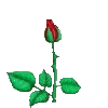 🌹
