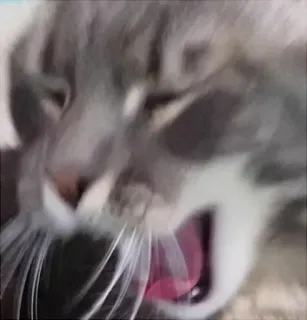 😲 gato, bocejo, animal, mamífero, doméstico telegram sticker