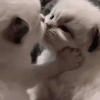 ♻️ gatos, gatitos, lindos, animales, mascotas, esponjoso telegram sticker