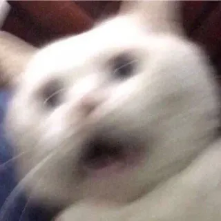😱 kucing, meme, hewan, kucing putih, buram, lucu, ekspresi, takut telegram sticker