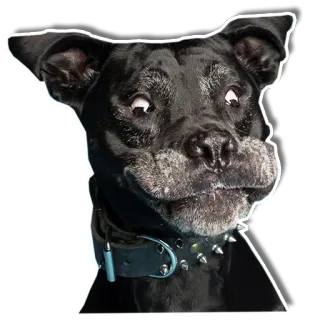 😕 chien, noir, animal de compagnie, collier, animal, drôle telegram sticker