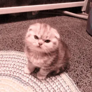 🐈 Katze, Kätzchen, süß, Tier, Haustier, Scottish Fold, Katzenartig whatsapp sticker