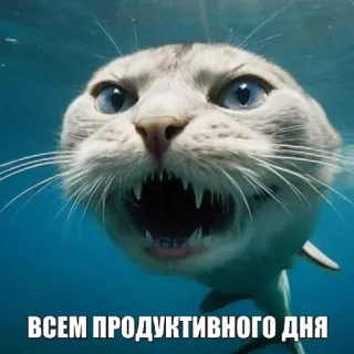 🤩 ВСЕМ ПРОДУКТИВНОГО ДНЯ cat, shark, hybrid, funny, meme, animal telegram sticker