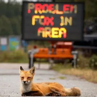 🦊 PROELEM FOX IN AREA whatsapp sticker