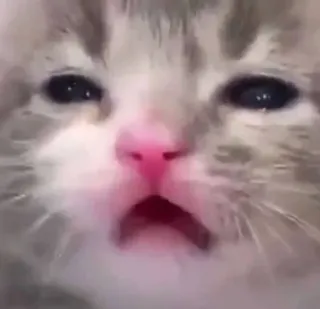 😬 cat, kitten, sad, cute, animal whatsapp sticker