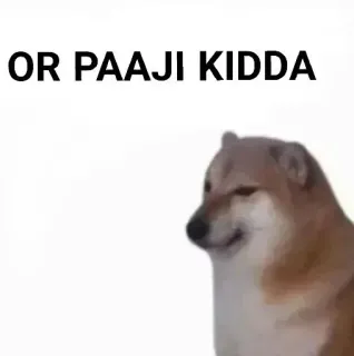 ✨ OR PAAJI KIDDA doge, dog, meme, paaji, kidda telegram sticker