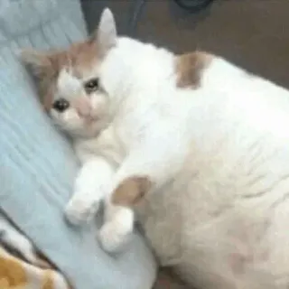💧 Katze, traurig, Tier, Haustier, süß telegram sticker