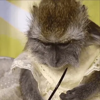 😎 monkey, animal, clothing, cute, zoo telegram sticker