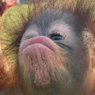 😚 orangutan telegram sticker
