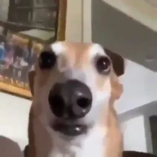 🐶 Hund, süß, Tier, Haustier, lustig, Meme whatsapp sticker