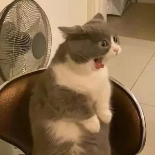 🙀 Katze, geschockt, verängstigt, gähnend, süß, Tier telegram sticker