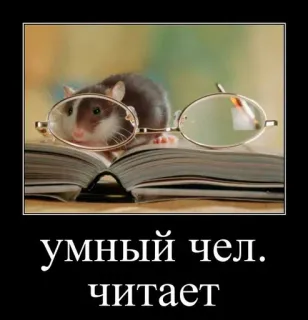🐹 умный чел. читает rat, lecture, livre, lunettes, animal, intelligent whatsapp sticker