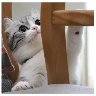 🪑 cat, kitten, pet, cute, domestic animal whatsapp sticker