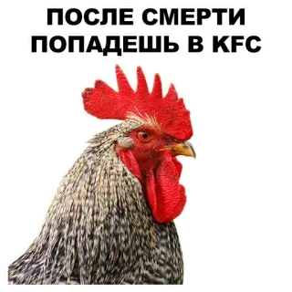 🤚 ПОСЛЕ СМЕРТИ ПОПАДЕШЬ В KFC Hähnchen, KFC, Essen, Tod, Jenseits telegram sticker