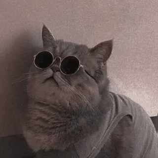 😎 cat, sunglasses, pet, animal, cool, gray cat telegram sticker