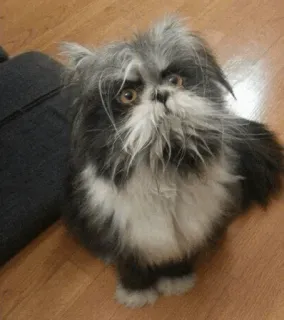 🐱 cat, funny, cute, animal, pet, gray, white telegram sticker