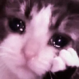 🍑 gato, triste, chorando, animal, animal de estimação, fofo telegram sticker