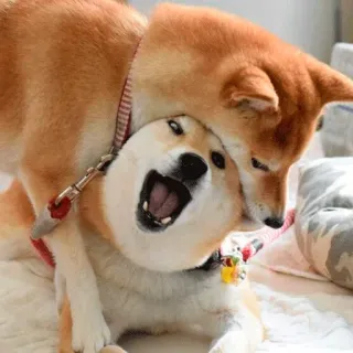 ❤️ dog, shiba inu, animal, cute, funny, pet telegram sticker