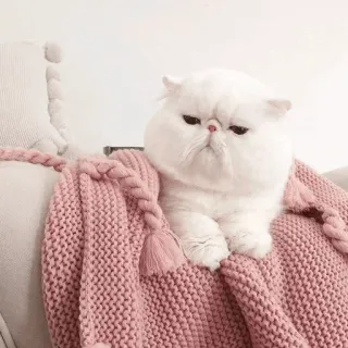 ⚡️ cat, white cat, cute, animal, fluffy, pet, domestic animal telegram sticker