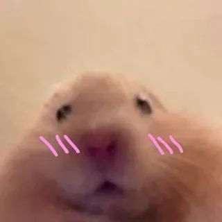 😳 chomik, słodki, zwierzę, gryzoń, zwierzę domowe, kawaii telegram sticker