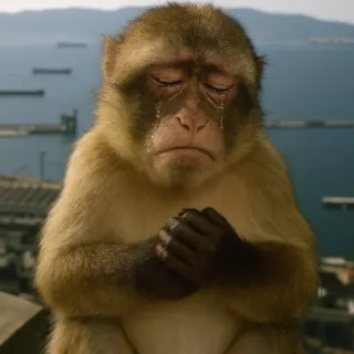 😔 Barbary macaque crying, sad, monkey, macaque, tears, upset, emotional, animal telegram sticker