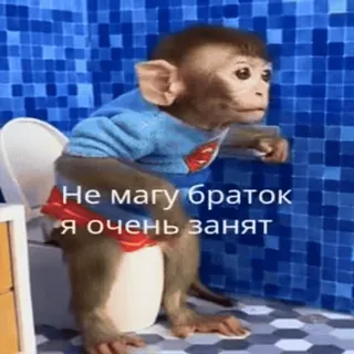 🐵 Не могу браток я очень занят mono, váter, gracioso, ocupado whatsapp sticker