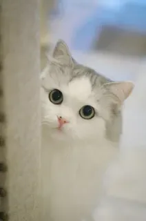 🐾 gato, fofo, gatinho, animal, doméstico, animal de estimação, gato branco telegram sticker