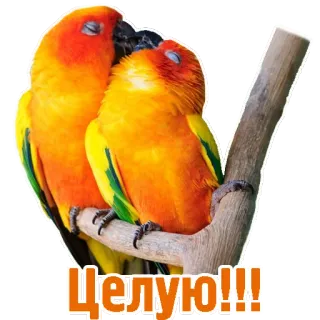 ❤ Целую!!! pappagalli, uccelli, amore, bacio, affetto, parrocchetto del sole telegram sticker