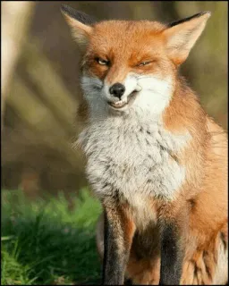 ✨ fuchs, tier, wildtier, natur, säugetier, rotfuchs, süß telegram sticker