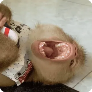 🪷 mono, boca abierta, animal, dientes, mamífero whatsapp sticker