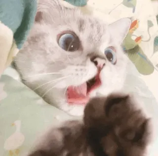 🥪 kucing, anak kucing, terkejut, lucu, hewan, kocak whatsapp sticker