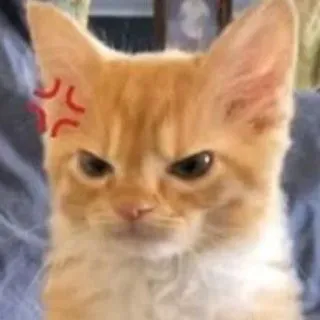 😠 gato, enfadado, mono, felino, pelirrojo, animal telegram sticker