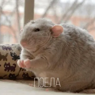 😋 ПОЕЛА animal, mignon, rongeur, rat telegram sticker