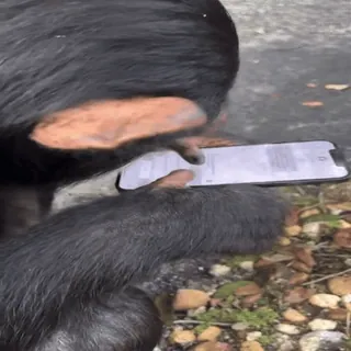 📲 animal, monkey, primate, texting, phone, technology whatsapp sticker