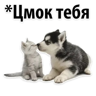😍 Чмок тебя cat, dog, animals, kiss, cute, puppy, kitten telegram sticker