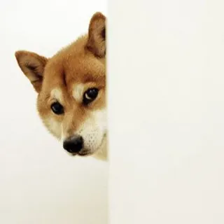 😏 chien, shiba inu, animal, animal de compagnie, mignon, qui regarde, curieux whatsapp sticker