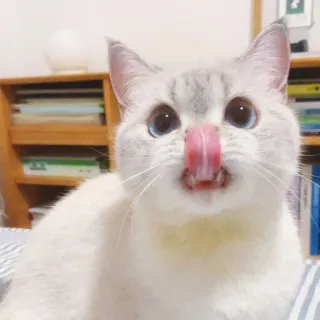 😝 gato, lamiendo, mascota, animal, lindo, gato doméstico, ojos azules whatsapp sticker