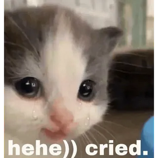😭 hehe)) cried. gatto, gattino, pianto, triste, meme telegram sticker