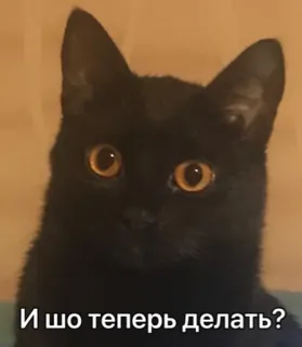 😶 И шо теперь делать? gato, gato negro, ruso, meme telegram sticker