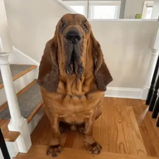 😶 bloodhound, dog, animal, pet, wrinkly, sad face, canine, sitting telegram sticker