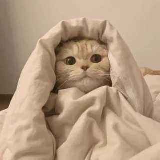 🌿 mèo, dễ thương, chăn, động vật, thú cưng, ấm cúng telegram sticker