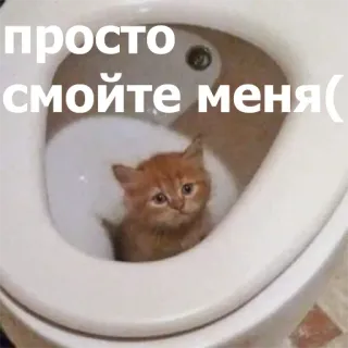 Забавные животные 4 (@safthome) telegram stickers