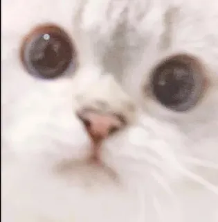 😶 gatto, animale, animale domestico, gatto bianco, carino, felino telegram sticker