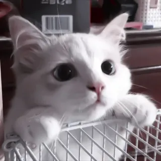 🐈 kot, kotek, biały kot, zwierzę, słodki, kot domowy telegram sticker