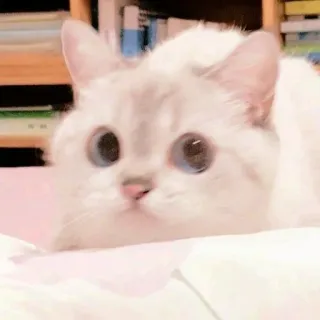 ☁️ gato, lindo, animal, mascota, gatito, gato blanco, gato doméstico telegram sticker