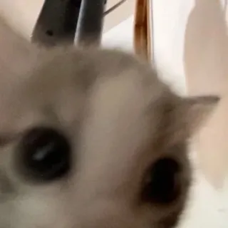😂 ハムスター, 動物, ペット, げっ歯類, かわいい, 小さい whatsapp sticker