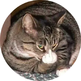 😝 chat, doigt d'honneur, grossier, animal, animal de compagnie telegram sticker